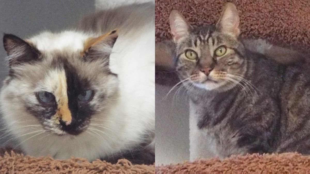 Adopt a friend: Siam and Bobcat